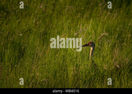 gru sandhill in erba alta Foto Stock