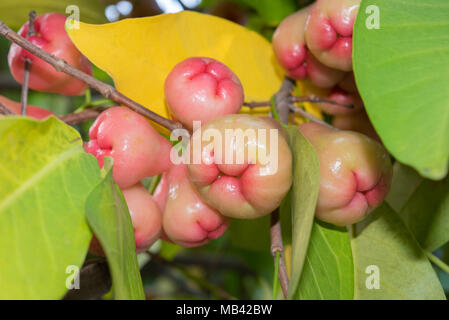 Syzygium frutti e foglie su un albero in un giardino. Acqua rosa mela in Thailandia Foto Stock