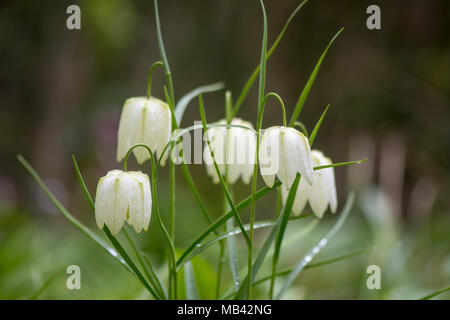 White-fiorito snake fritillaries testa (Fritillaria meleagris). Bianco fiori a forma di campanella sulla molla-bulbi, nella famiglia delle liliacee. Foto Stock