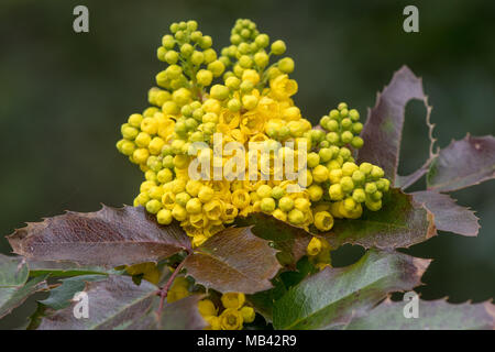 Oregon uva (Mahonia aquifolium) in fiore. Grappolo di fiori gialli su arbusto sempreverde nella famiglia Berberidaceae Foto Stock