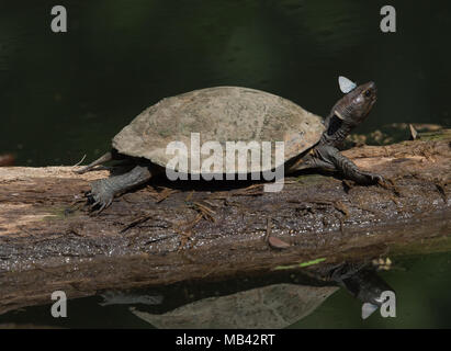 Oldham foglia della tartaruga (Cyclemys oldhamii ) è una specie di tartaruga in famiglia Geoemydidae.visto qui in Kaeng Krachan National Park. Foto Stock