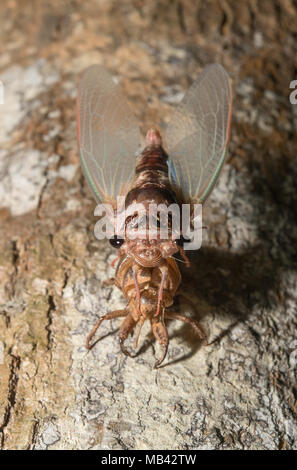 Cicala moulting per gli adulti. Nella fase finale del loro sviluppo hanno poi muta (versarono il loro pelli) su un impianto nelle vicinanze. Foto Stock