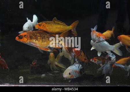 Arancione e bianco giapponese di pesci koi (Cyprinus rubrofuscus) Foto Stock
