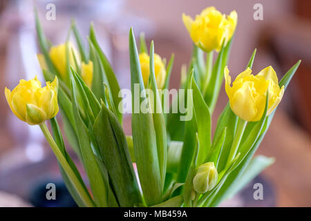 Bouquet di tulipani gialli durante la Pasqua Foto Stock