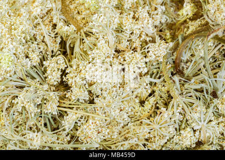 Daucus carota - carota selvatica, close-up. Foto Stock