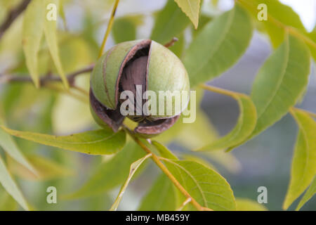 Noci pecan in organico di pianta di giardino Foto Stock