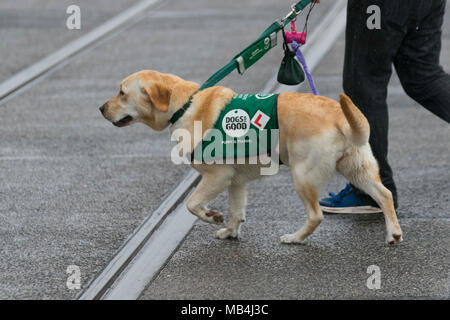 Guida addestramento cani a Blackpool Lancashire. Regno Unito Meteo. Gita in tempo umido per labrador Megan di 10 mesi. Un cane guida di assistenza che subirà fino a 2 anni di formazione per passare come un cane guida, parte dei cani per un buon programma, un programma di formazione che costerà fino a £20,000 nel corso del periodo. La formazione al momento consiste in periodi di o venti minuti due volte al giorno. Foto Stock