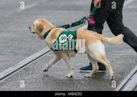 Blackpool Lancashire. Regno Unito Meteo. 07/04/2018. Wet Weather formazione per 10-mese-vecchio Megan. Una guida cane di assistenza che subirà fino ai 2 anni di formazione per passare fuori come un cane guida, parte dei cani per un buon regime, un programma di formazione che verrà a costare fino a £20.000 in tutto il periodo. La formazione al momento consiste di o venti minuti due volte al giorno. Credito: MediaWorldImages/AlamyLiveNews Foto Stock