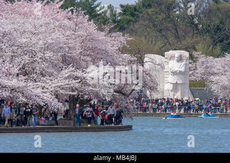 I visitatori a piedi sotto le tettoie di fiori presso il bacino di marea in Washington, DC. Martin Luther King Jr. Memorial è in background. Foto Stock