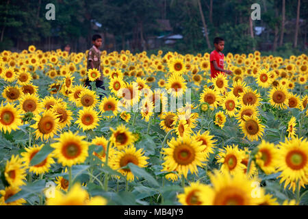 Noakhali, Bangladesh - Aprile 06, 2018: i bambini del Bangladesh gioca con semi di girasole in un girasole terreni agricoli a Noakhali area, Bangladesh. La zona di coltura del girasole nel quartiere è triplicato negli ultimi due anni come gli agricoltori locali sono sempre più interessati a coltivarla per ottenere un olio commestibile a costi inferiori. Foto Stock