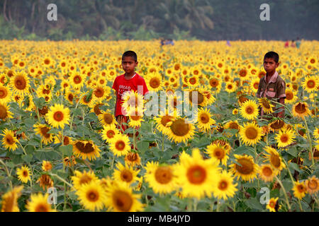 Noakhali, Bangladesh - Aprile 06, 2018: i bambini del Bangladesh gioca con semi di girasole in un girasole terreni agricoli a Noakhali area, Bangladesh. La zona di coltura del girasole nel quartiere è triplicato negli ultimi due anni come gli agricoltori locali sono sempre più interessati a coltivarla per ottenere un olio commestibile a costi inferiori. Foto Stock