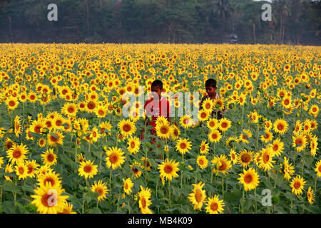 Noakhali, Bangladesh - Aprile 06, 2018: i bambini del Bangladesh gioca con semi di girasole in un girasole terreni agricoli a Noakhali area, Bangladesh. La zona di coltura del girasole nel quartiere è triplicato negli ultimi due anni come gli agricoltori locali sono sempre più interessati a coltivarla per ottenere un olio commestibile a costi inferiori. Foto Stock