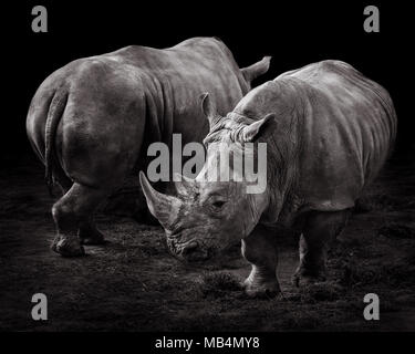 Una coppia di rinoceronti contro uno sfondo nero Foto Stock