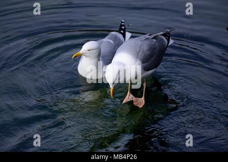 Gabbiani reali Portpatrick Harbour Foto Stock