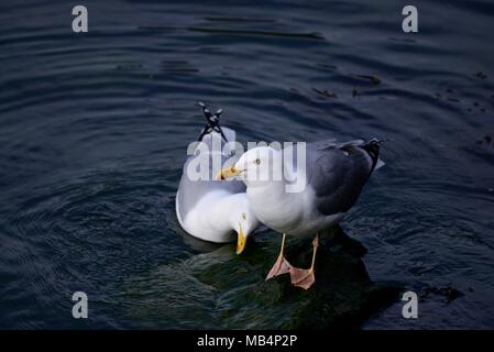 Gabbiani reali Portpatrick Harbour Foto Stock