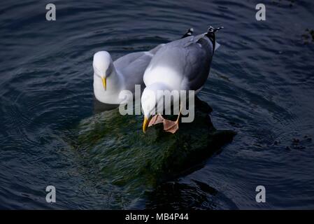 Gabbiani reali Portpatrick Harbour Foto Stock