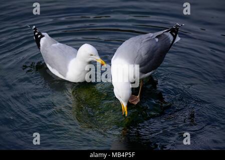 Gabbiani reali Portpatrick Harbour Foto Stock