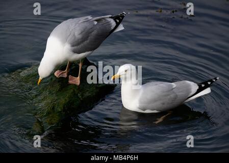 Gabbiani reali Portpatrick Harbour Foto Stock