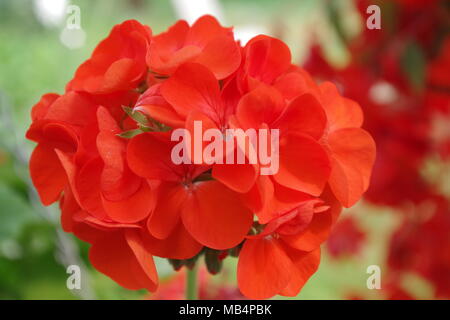 Immagine estiva di un rosso scarlatto geranio. piante e fiori in background. Il geranio è un grande impianto per il riempimento di bicchieri e cestelli appesi. Foto Stock