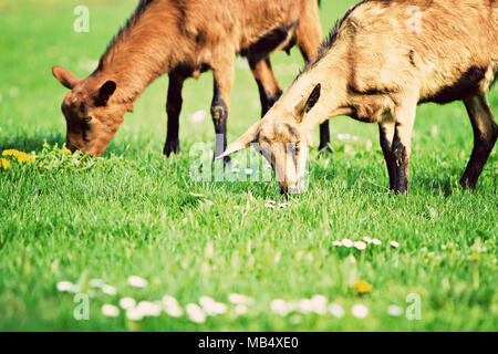 Caprini (Capra aegagrus hircus) Foto Stock