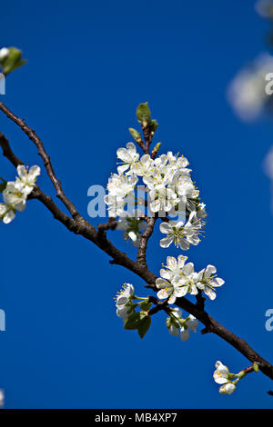 blooming apple tree Foto Stock