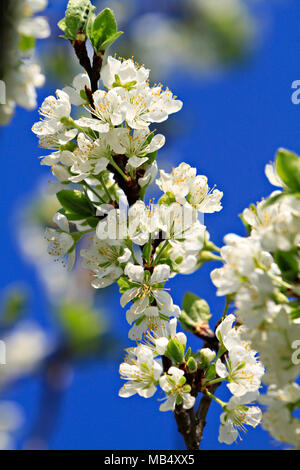 Fioritura di melo Foto Stock
