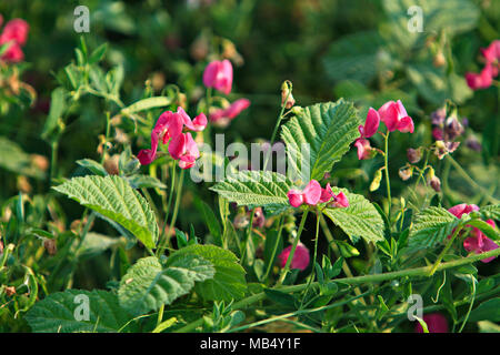 Erba selvatica fiore Foto Stock