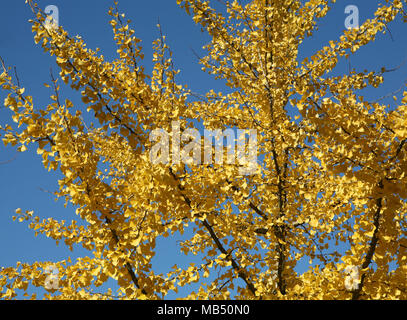 Foglie di giallo a rami di alberi su un cielo blu Foto Stock