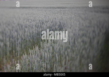 Il frumento nel campo. Quasi il tempo del raccolto. Foto Stock