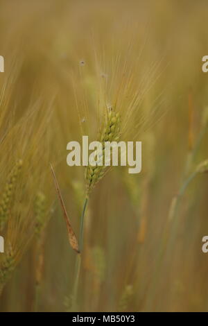 Il frumento nel campo. Quasi il tempo del raccolto. Foto Stock