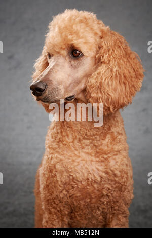 Barboncino standard in studio con sfondo grigio Foto Stock