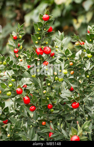 Rusco Ruscus aculeatus Hermaphroditum Ruscaceae aka Kneeholly, ebrei mirto, dolce scopa o Pettigree presso il Royal Botanic Gardens di Kew Foto Stock