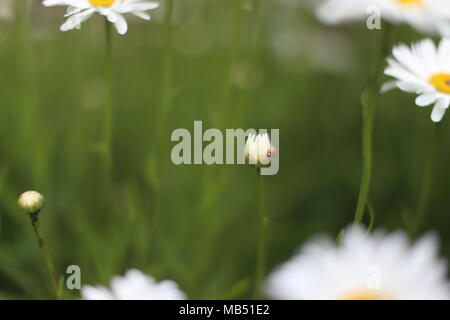 Ladybug seduto su Daisy bianca in giardino Foto Stock