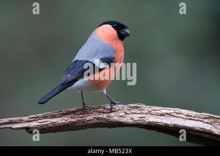 Ciuffolotto (Pyrrhula pyrrhula), maschio siede su deadwood, Emsland, Bassa Sassonia, Germania Foto Stock