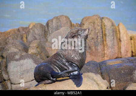 Sud Americana Sea Lion (Otaria flavescens), Cabo Polonio National Park, Provincia di Rocha, Uruguay Foto Stock