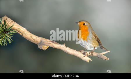 Unione robin (Erithacus rubecula), seduto sul ramo, Tirolo, Austria Foto Stock