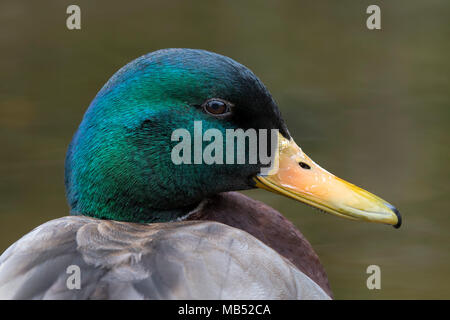 Il germano reale (Anas platyrhynchos), maschio, animale ritratto, Tirolo, Austria Foto Stock