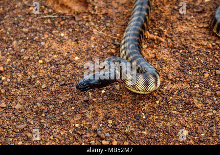 Testa nera python, Queensland, Australia Foto Stock