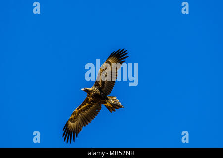 Cuneo tailed eagle, boulia, Queensland, Australia Foto Stock