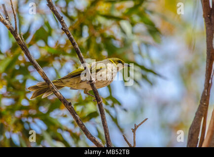 Giallo honeyeater piumati, Birdsville, Queensland, Australia Foto Stock