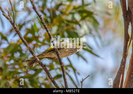 Giallo honeyeater piumati, Birdsville, Queensland, Australia Foto Stock