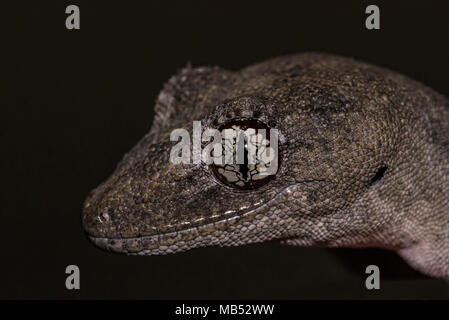 Northern spinoso Gecko codato Strophurus ciliaris Norh di Ceduna, Sud Australia Foto Stock