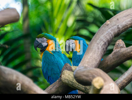 Il blu e il giallo macaws, il Jurong Bird Park, Singapore Foto Stock