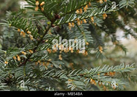 Giallo fiori maschili della Comunità yew - Taxus baccata Foto Stock