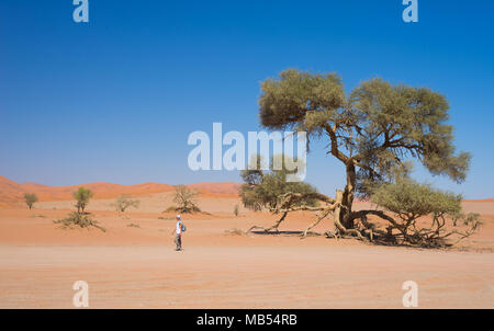 Passeggiate turistiche a Sossusvlei, Namibia. Scenic acacie e maestose dune di sabbia del deserto del Namib, Namib Naukluft National Park, viaggi avventura in un Foto Stock