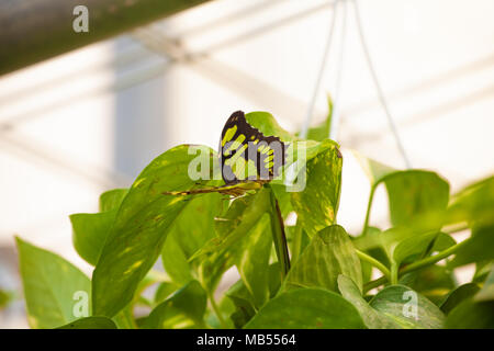 Philaethria Dido (scarse pagina di bambù, longwing dido, o verde heliconia) Foto Stock