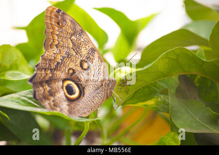 Farfalla Civetta (Caligo memnon) su una foglia Foto Stock