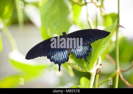 Comune (Mormone Papilio polytes, Papilio Lowi) in appoggio sulla lamina Foto Stock