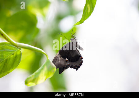 Comune di farfalla mormone (Papilio Polytes, Papilio Lowi) aggrappandosi ad una foglia. Foto Stock