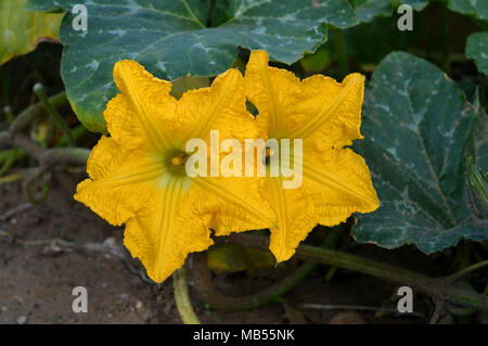 Sfondo di due bellissimi fiori di zucca con un' ape per raccogliere il polline, Macro Natura Foto Stock